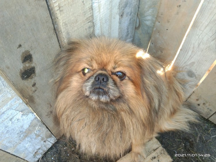 Пекинесы и лайка