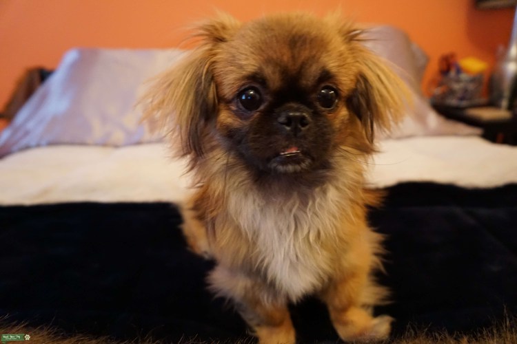 Пекинес Тимоша ищет дом