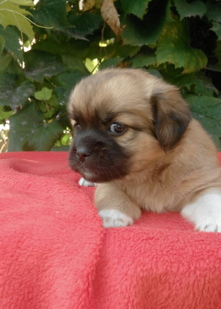 Порода Пекинес метис