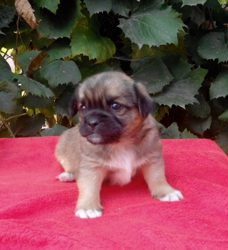 Собака метис Пекинес