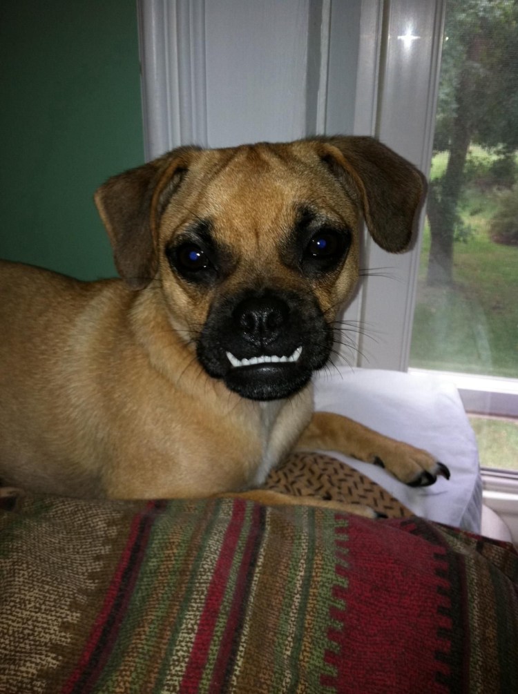 Помесь японского Хина и пекинеса