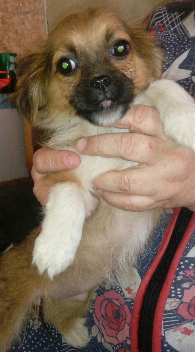 Метис пекинеса