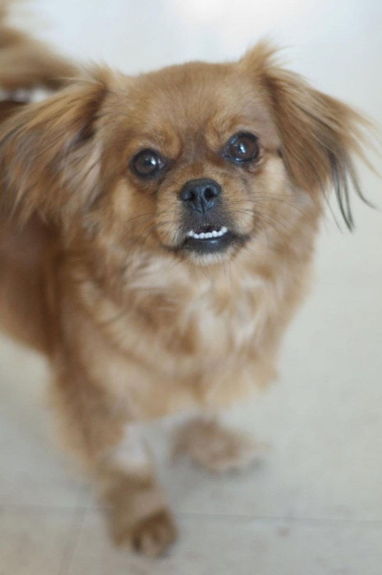 Помесь шпица и спаниеля