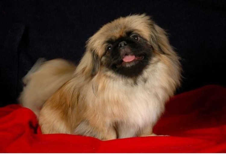 Метис Папильон с пекинесом