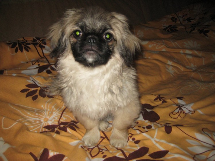 Чёрный Папильон дворняжка