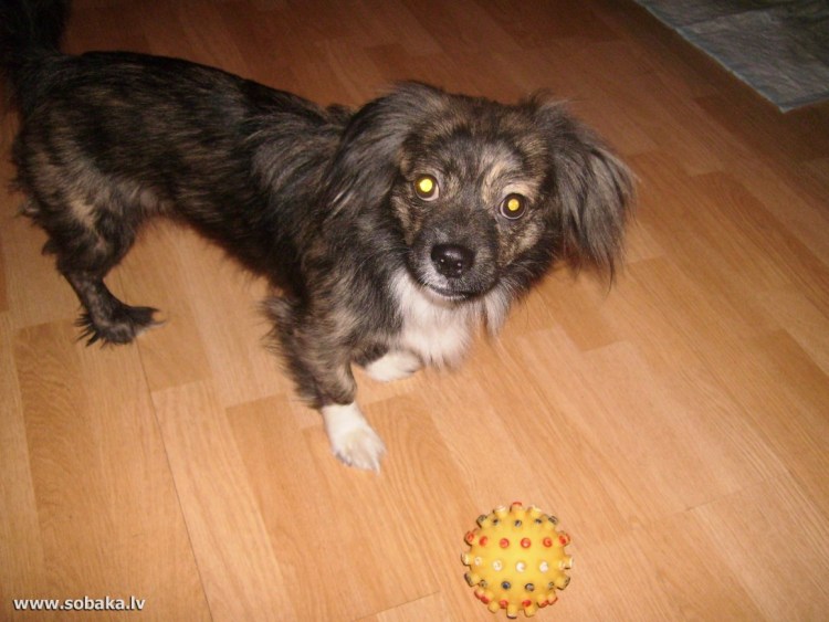 Смесь пекинеса