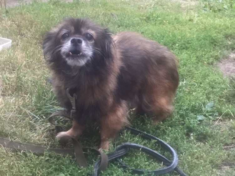 Метис пекинеса