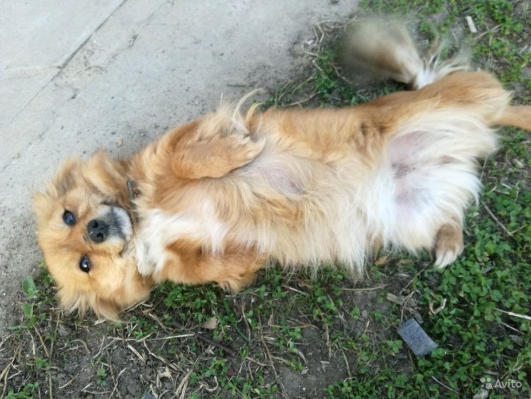 Пекинес дворняжка