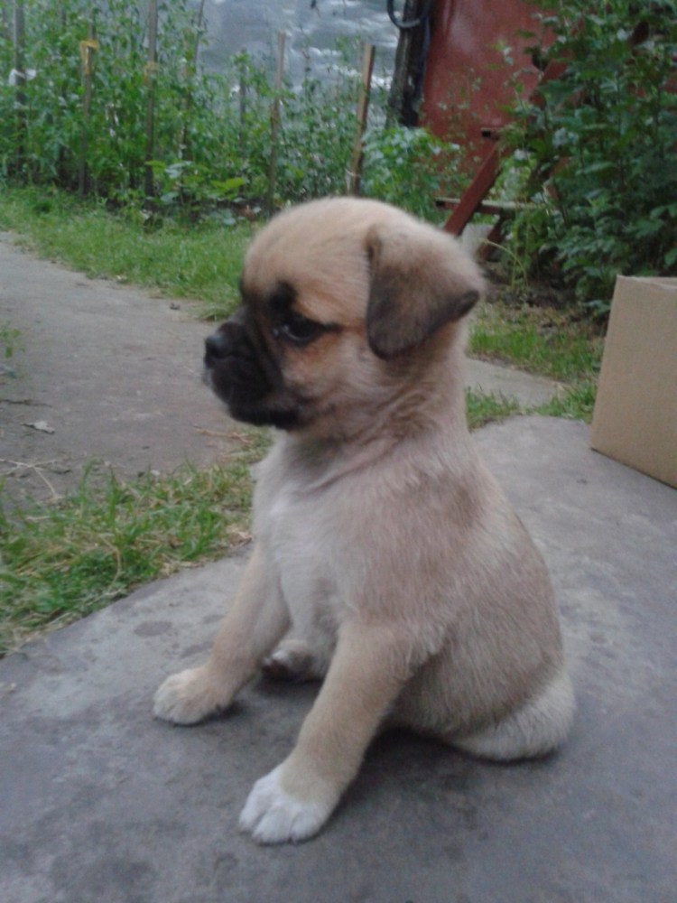 Пекинес дворняжка