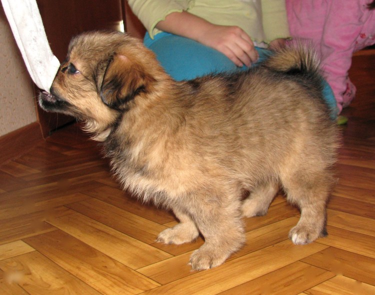 Метисы тибетского спаниеля