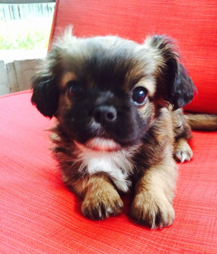 Смесь МОПСА И Джек Рассела