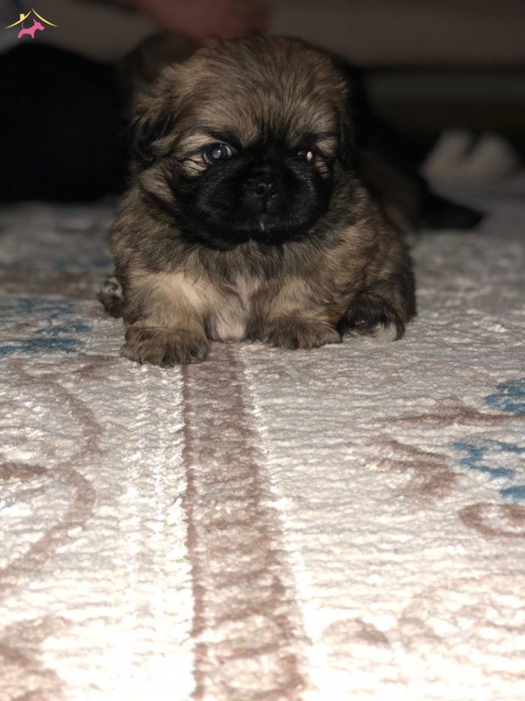 Ши тцу и Мопс