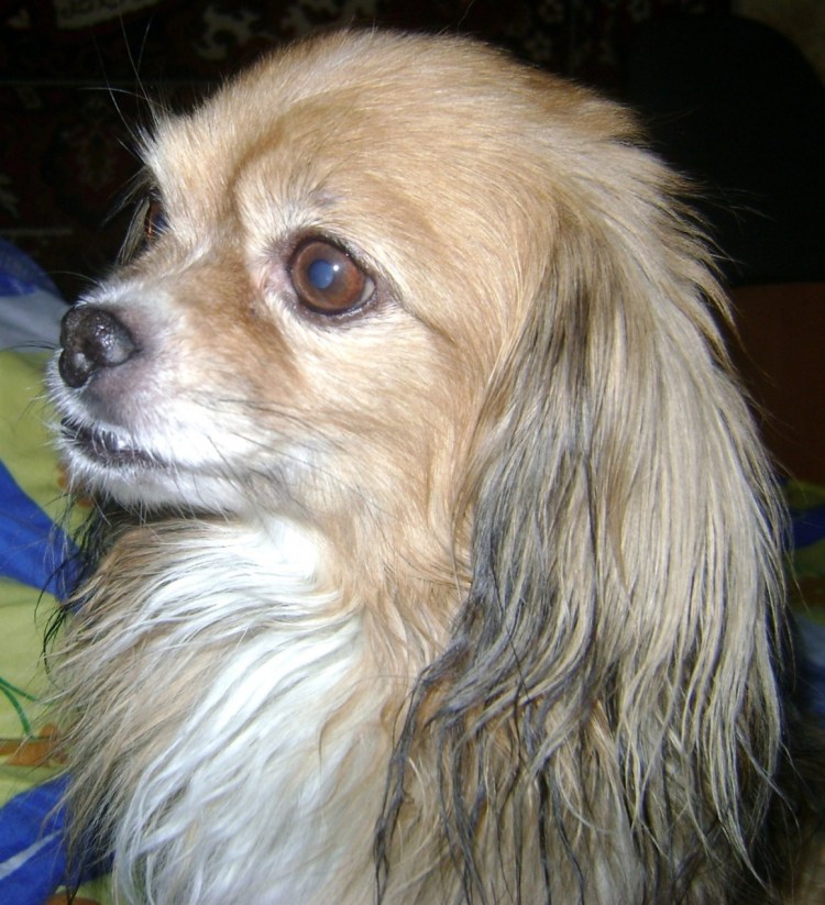 Помеси с тибетским спаниелем