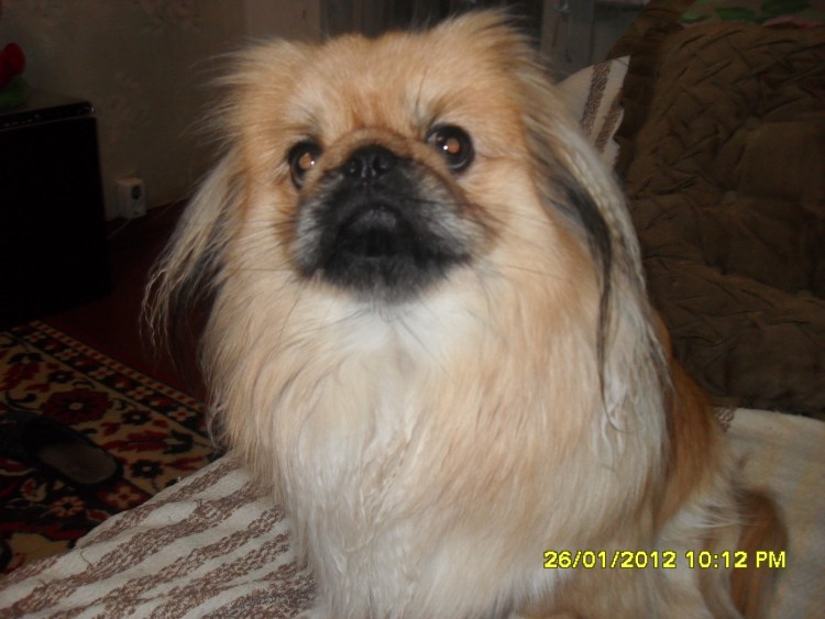 Тибетский спаниель и Пекинес