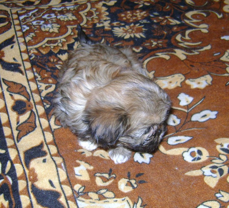 Пинчер Пекинес