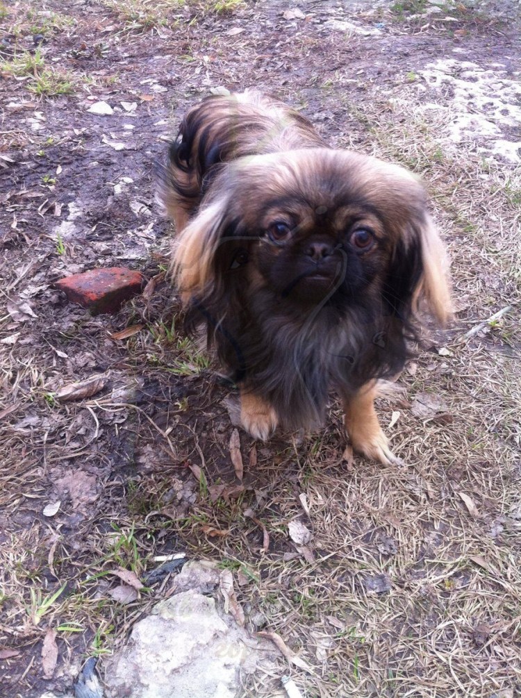 Пекинес 3 месяца