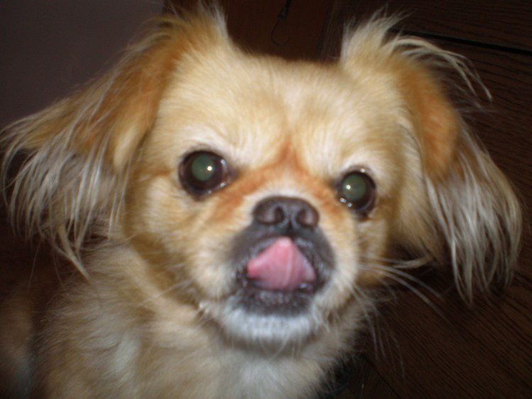 Пекинес с болонкой