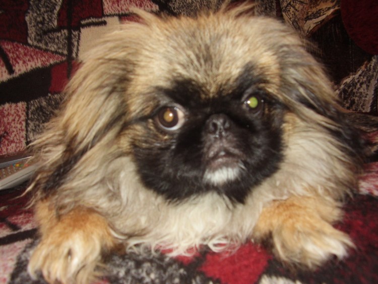 Японский Хин и Пекинес