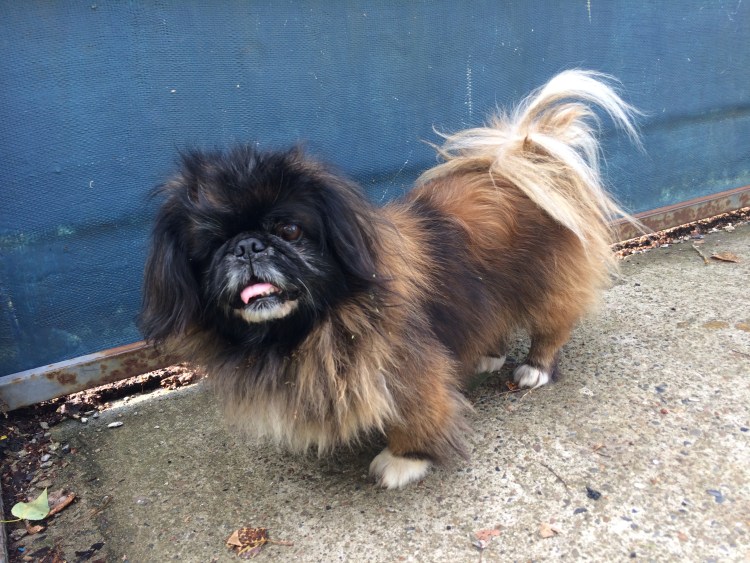 Шпиц с пекинесом