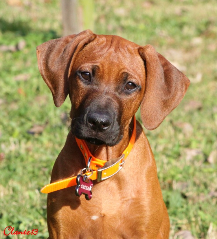 Родезийский риджбек