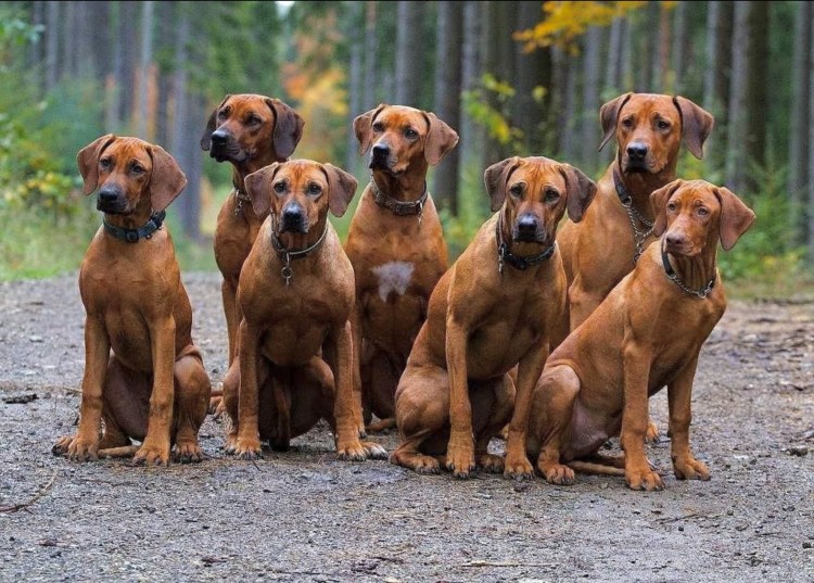 Родезийский риджбек