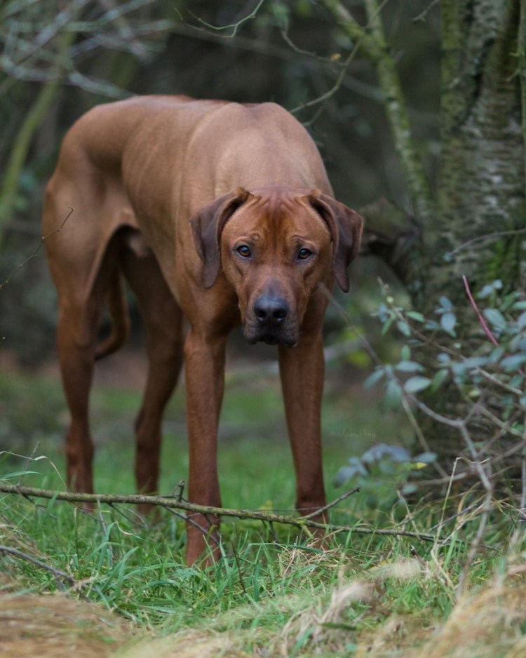 Родезийский риджбек
