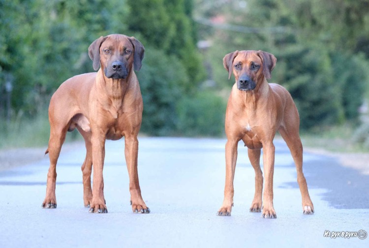 Родезийский риджбек