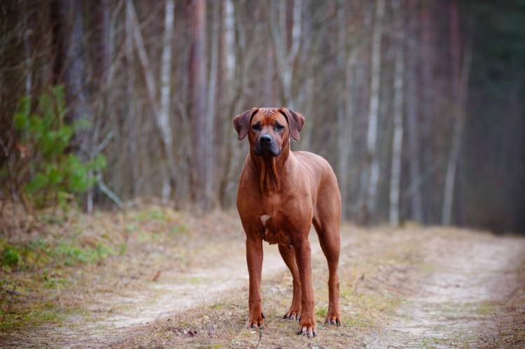 Тигровый риджбек