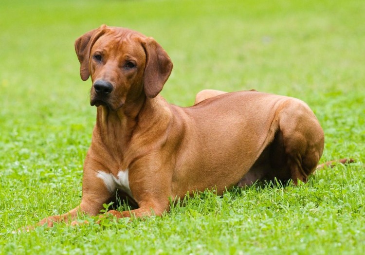 Родезийский риджбек бег