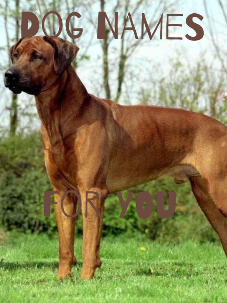 Собака охотник на Львов риджбек