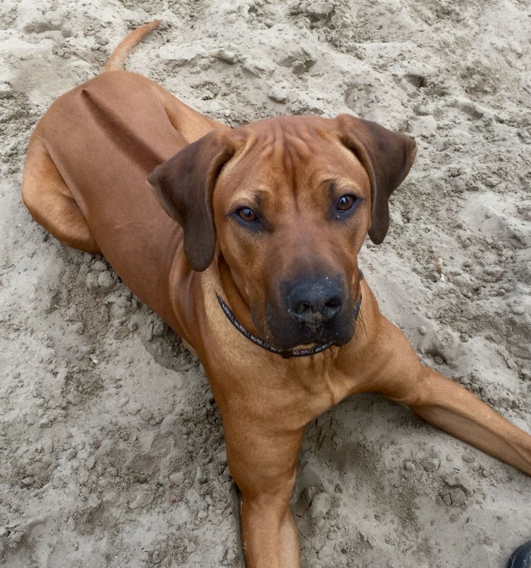Rhodesian Ridgeback