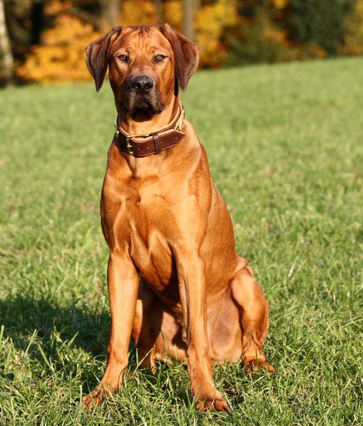 Родезийский риджбек самка