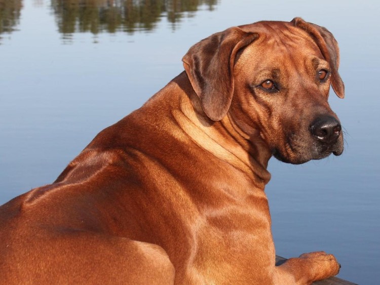 Родезийский риджбек с другими породами фото