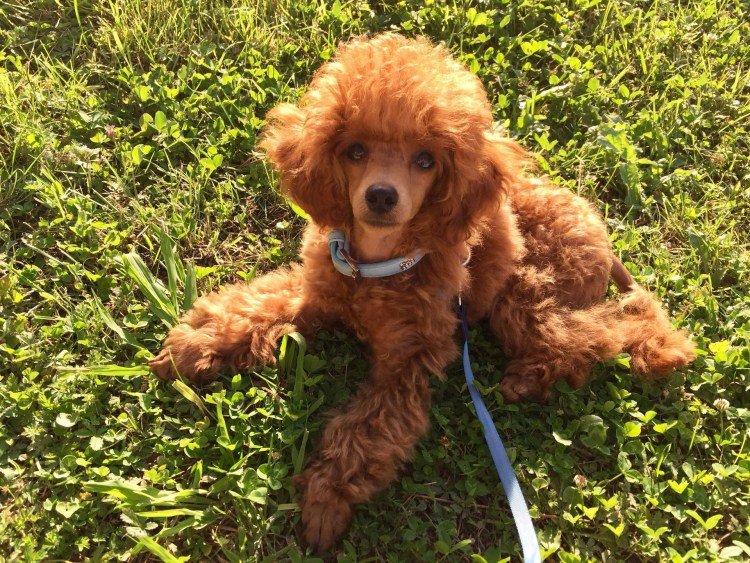 Карликовый пудель ред Браун