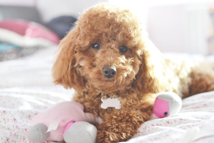 Мини пудель