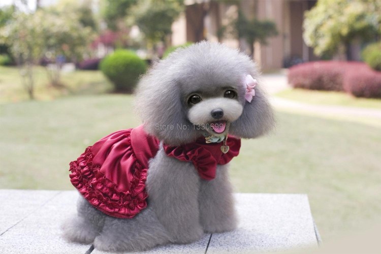 Японский грумер Йорико Хамачийо