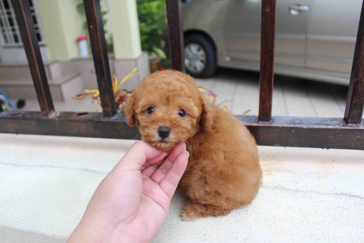 Пудель азиатский стиль