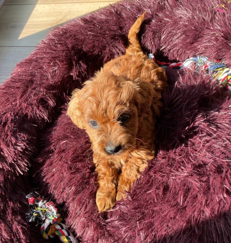 Йорк пудель