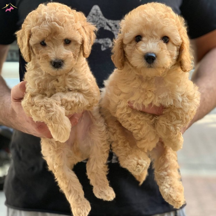 Карликовый пудель кремовый