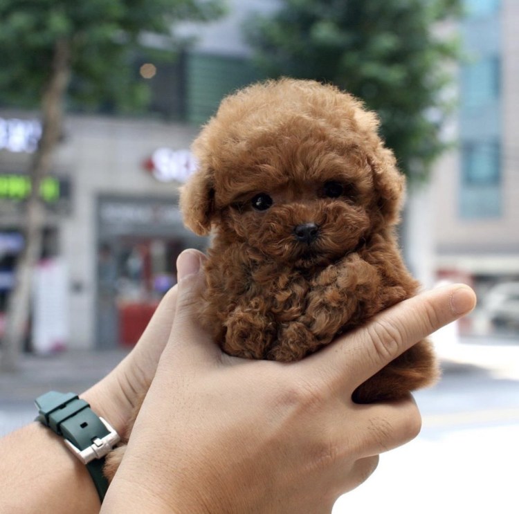 Тикап пудель корейские