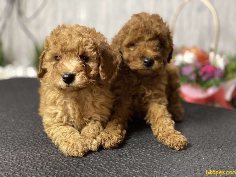 Карликовый пудель купить щенка