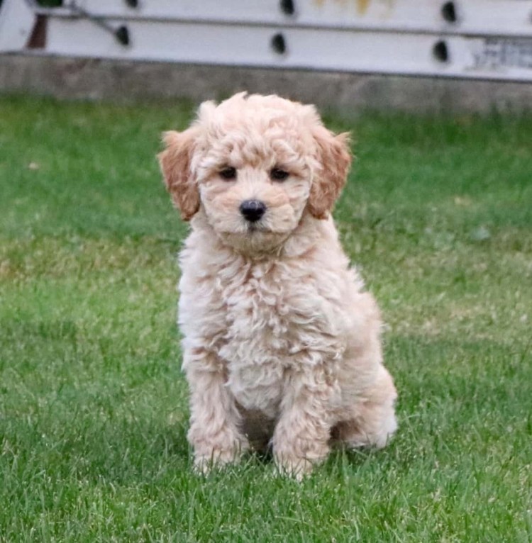 Японский карликовый пудель