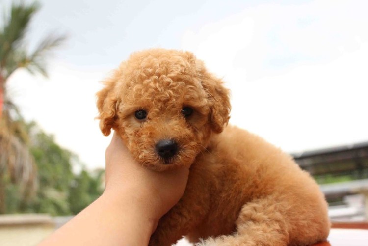 Карликовый пудель мальтипу