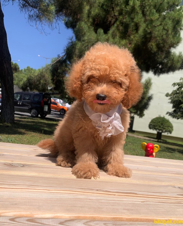 Карликовый пудель ред Браун