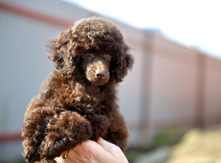 Японский карликовый пудель