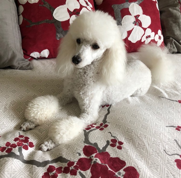 Королевский пудель мини