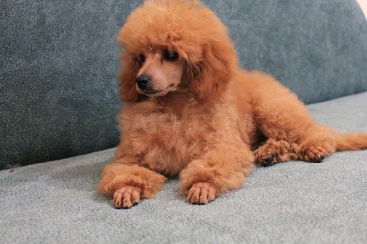 Пудель азиатский стиль