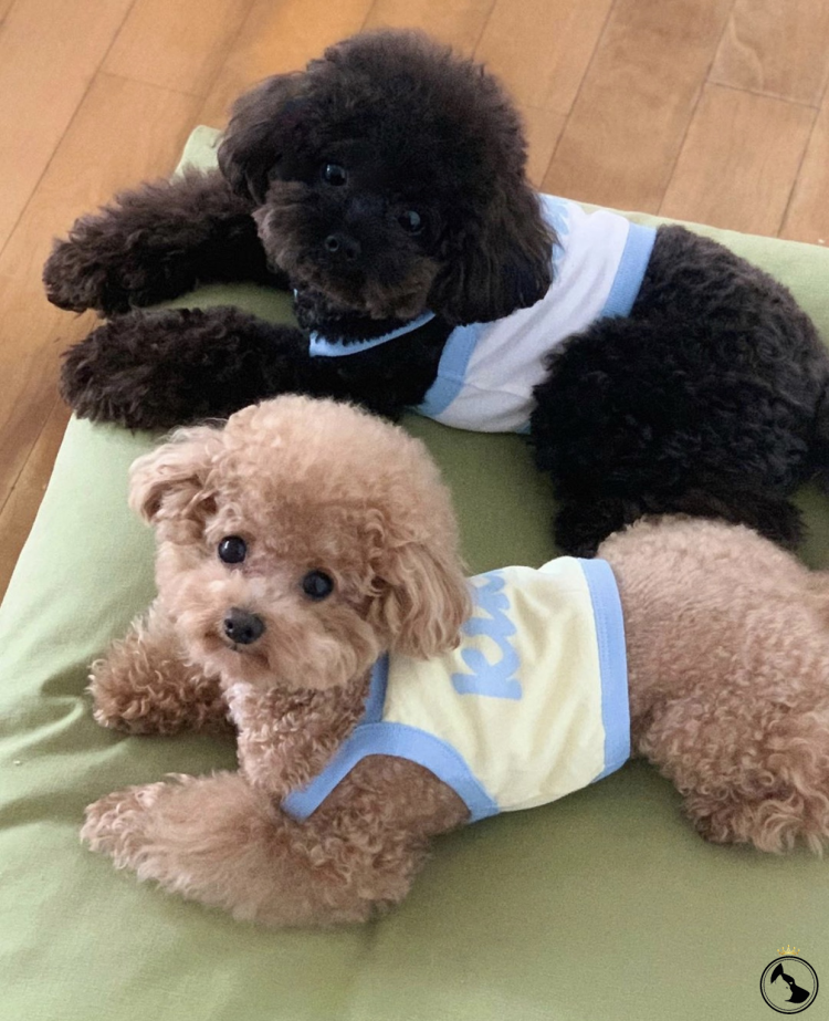 Той пудель Кокоро из Японии