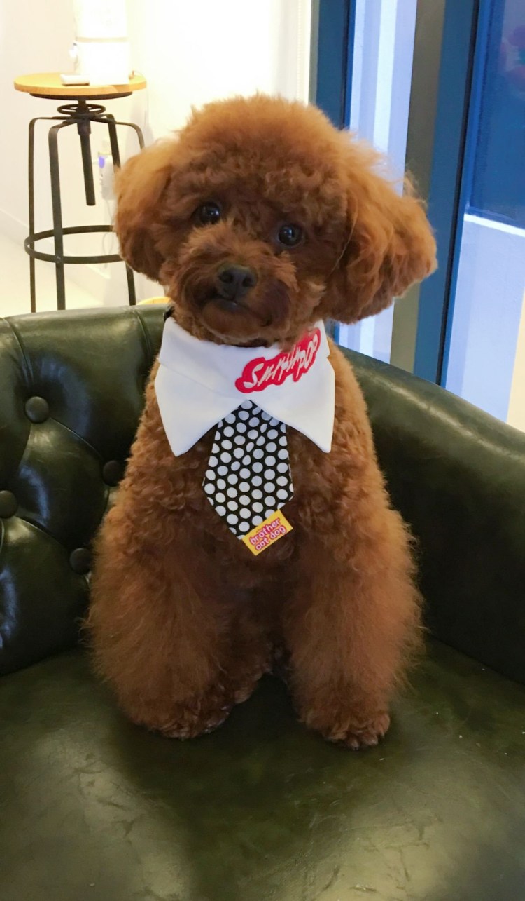 Китайский пудель