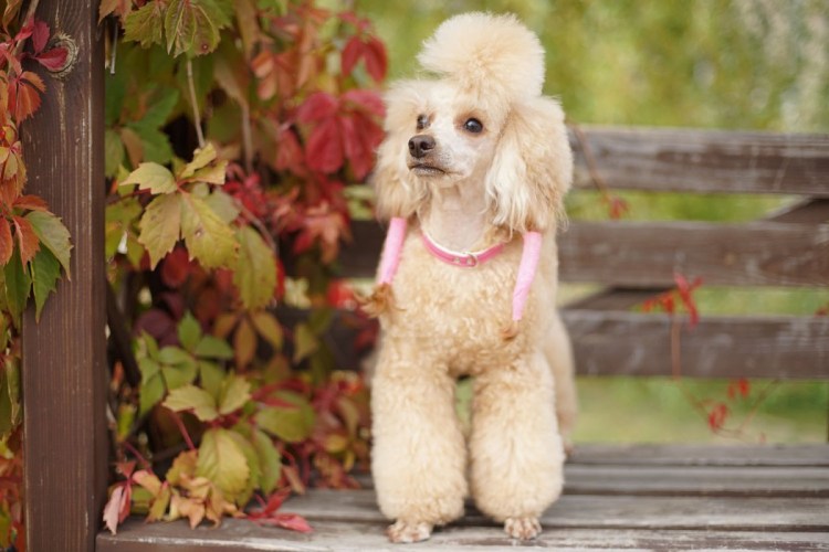 Мальтипу груминг